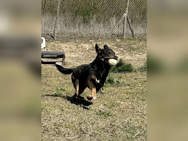 Traumhund Mukki