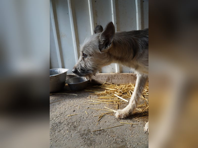 Fritzi (25 cm) wünscht sich ein schönes Leben mit viel Liebe!