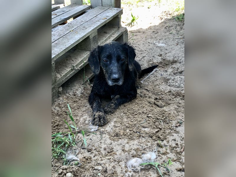 Gisi (auf Pflegestelle in Ibbenbüren)!