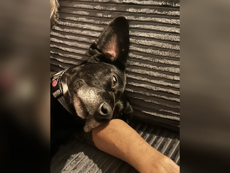 Gisi (auf Pflegestelle in Ibbenbüren)!