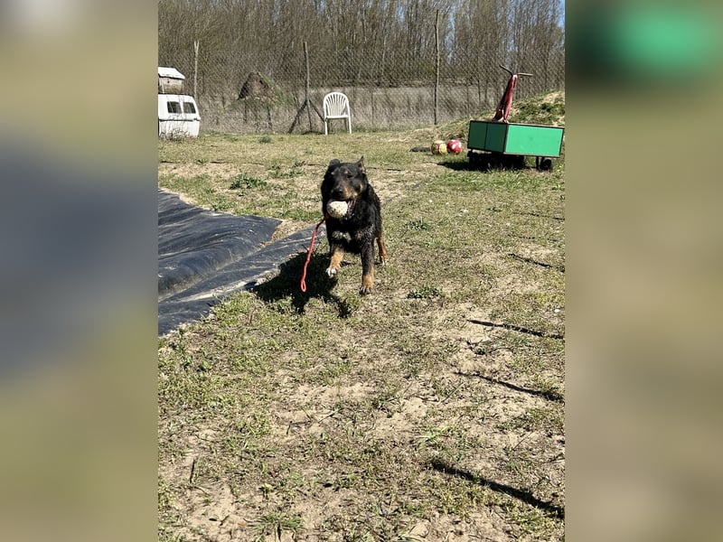 Traumhund Mukki