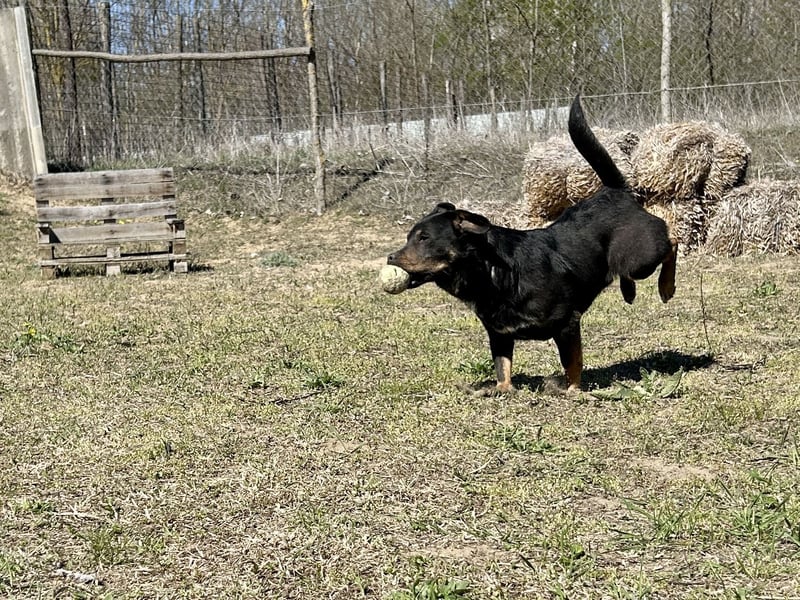 Traumhund Mukki