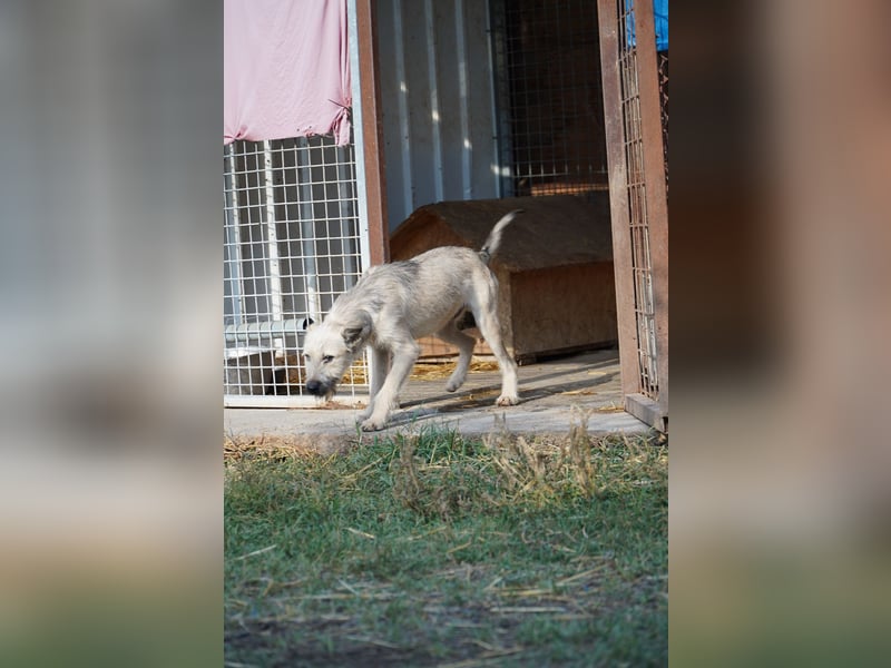 Fritzi (25 cm) wünscht sich ein schönes Leben mit viel Liebe!