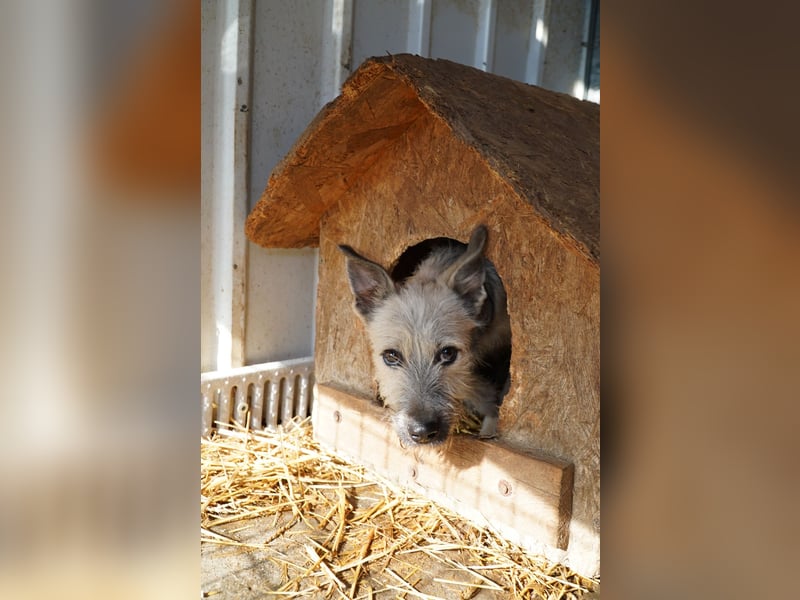 Fritzi (25 cm) wünscht sich ein schönes Leben mit viel Liebe!