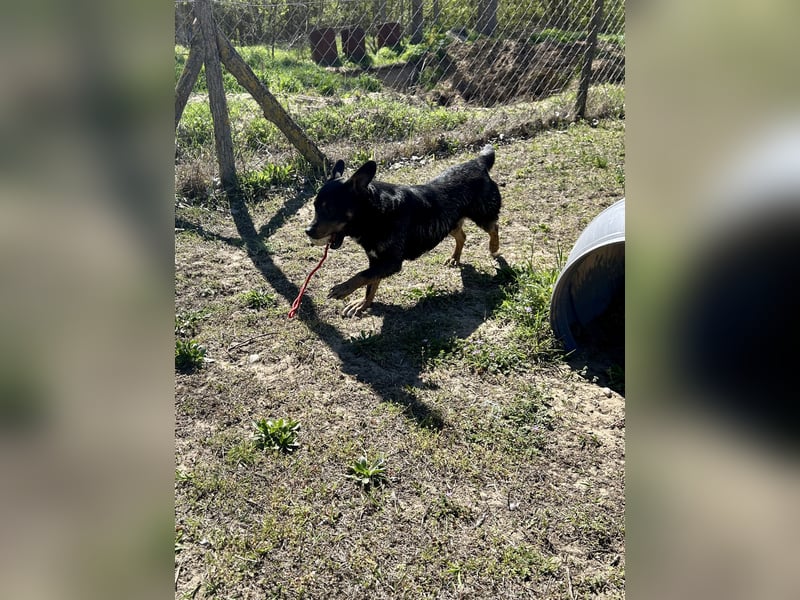 Traumhund Mukki