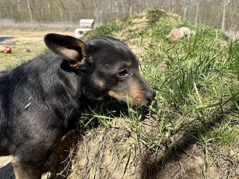 Traumhund Mukki