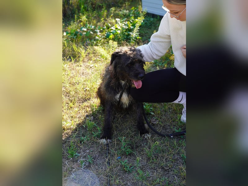 Liebe Moni sucht ihr Zuhause.