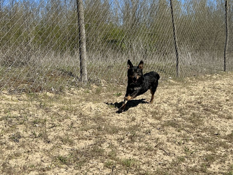 Traumhund Mukki