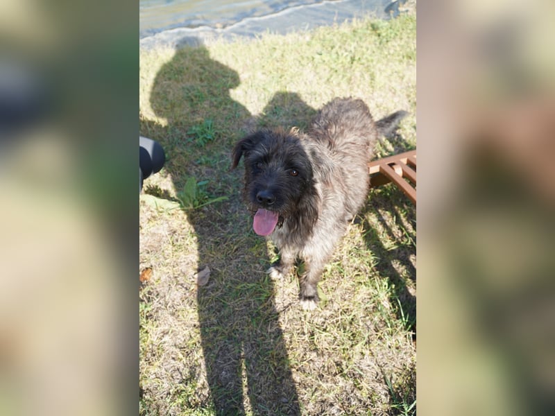 Liebe Moni sucht ihr Zuhause.