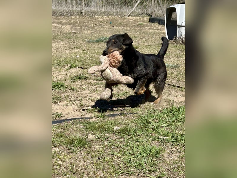 Traumhund Mukki
