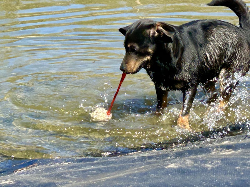 Traumhund Mukki