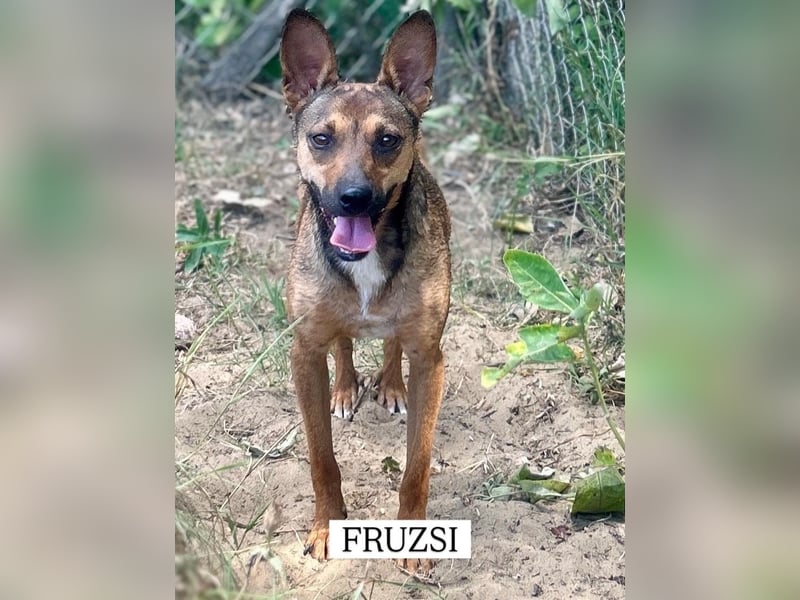Die süße Fruzsi sucht eine Familie.