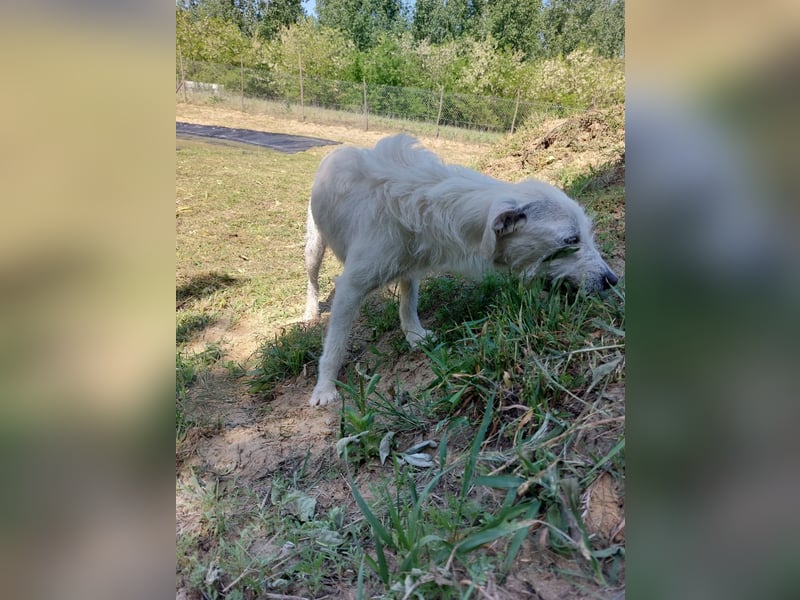 Unsere hübsche Luna wûnscht sich ein Zuhause.