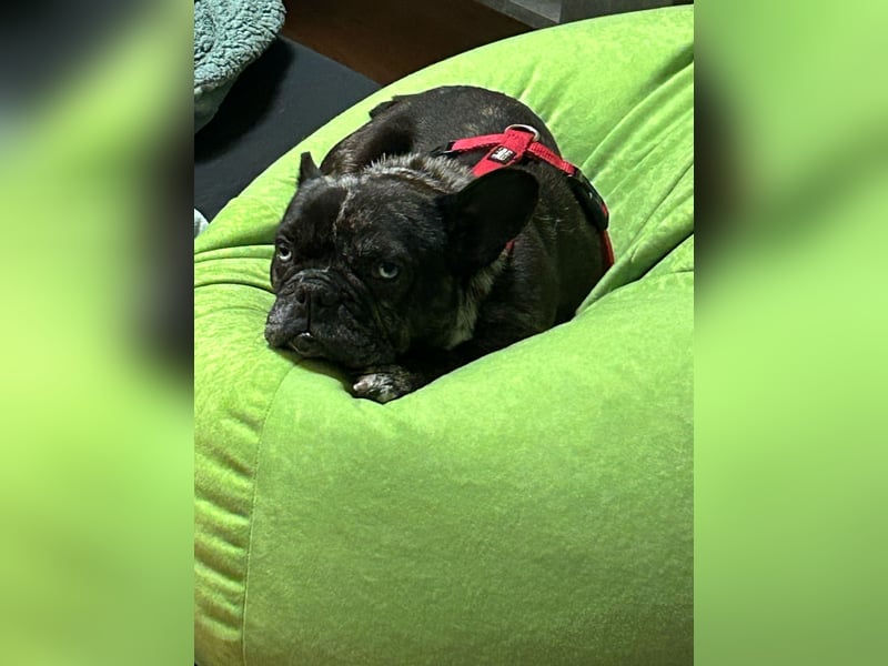 Daisy möchte wieder ein Zuhause haben (Auf Pflegestelle in Bremen).