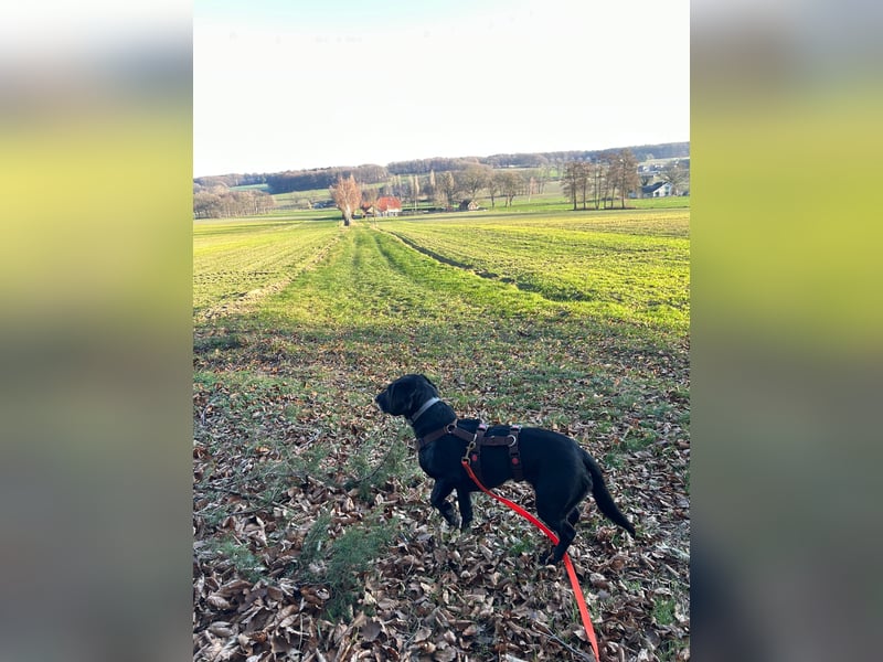 Gisi (auf Pflegestelle in Ibbenbüren)!