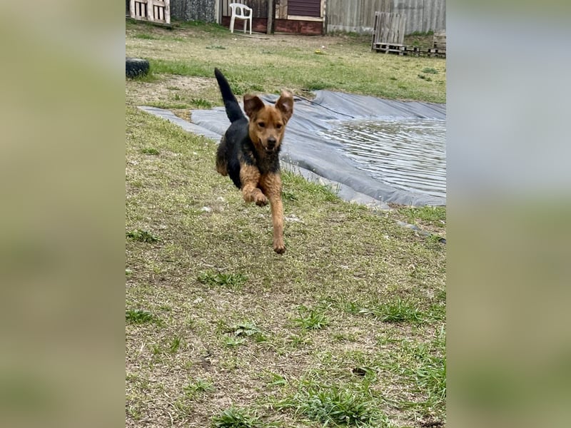 Verspielter, kuscheliger Felix sucht sein Zuhause!