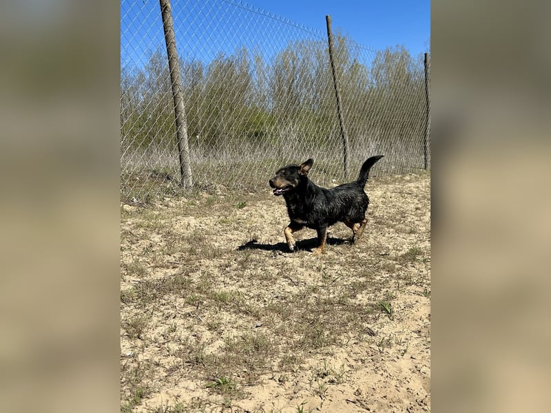 Traumhund Mukki