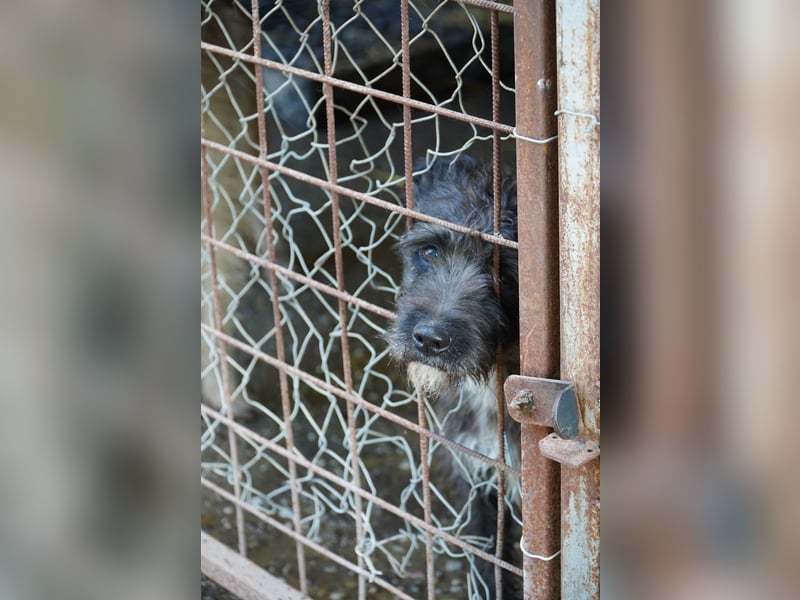 Liebe Moni sucht ihr Zuhause.