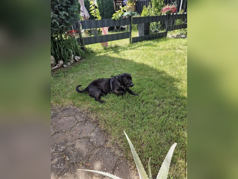 Bojar, Rüde, in Braunschweig auf Pflegestelle sucht sein Zuhause