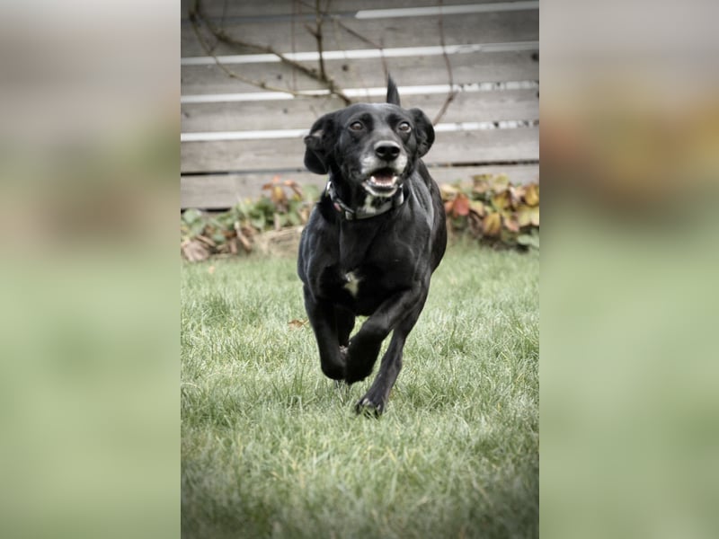 Gisi (auf Pflegestelle in Ibbenbüren)!