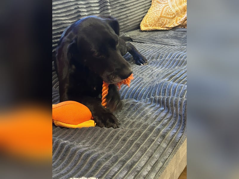 Gisi (auf Pflegestelle in Ibbenbüren)!