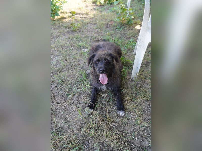 Liebe Moni sucht ihr Zuhause.