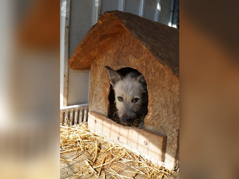 Fritzi (25 cm) wünscht sich ein schönes Leben mit viel Liebe!