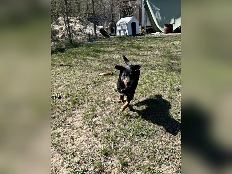 Traumhund Mukki