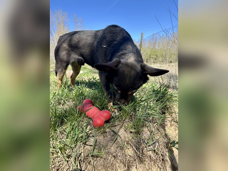Traumhund Mukki