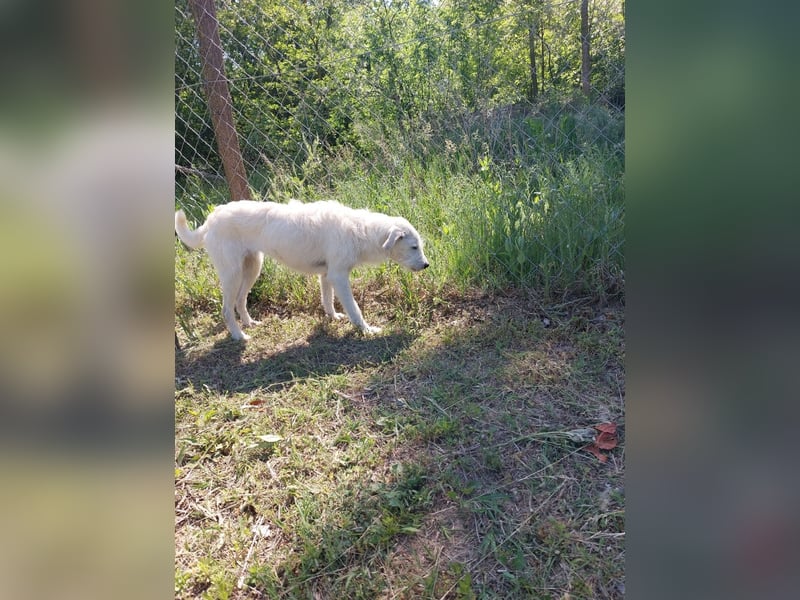 Unsere hübsche Luna wûnscht sich ein Zuhause.