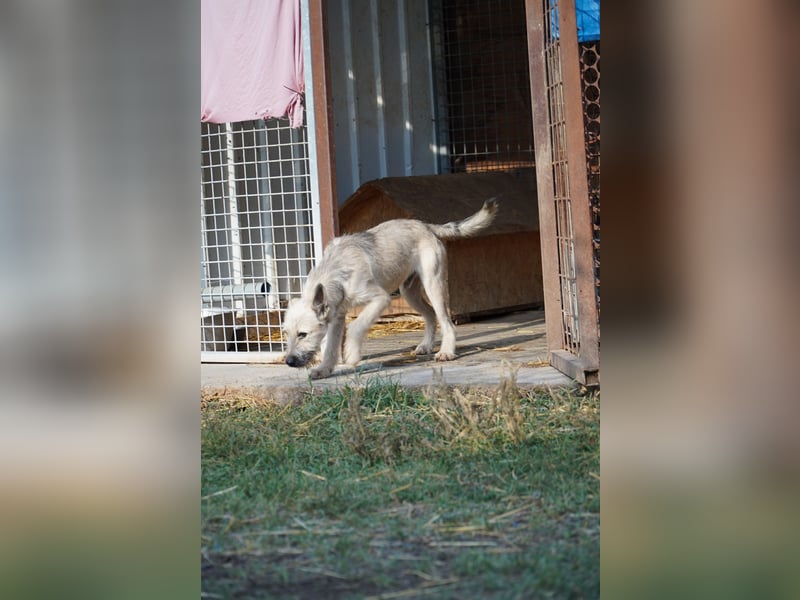 Fritzi (25 cm) wünscht sich ein schönes Leben mit viel Liebe!