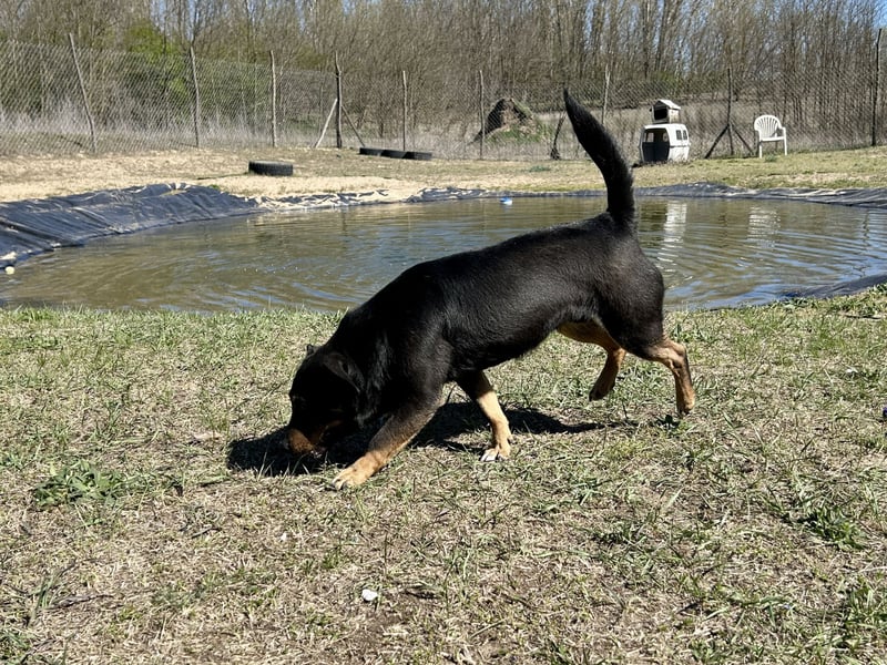 Traumhund Mukki