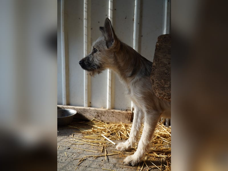 Fritzi (25 cm) wünscht sich ein schönes Leben mit viel Liebe!