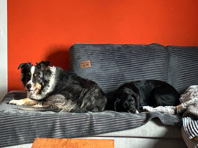 Gisi (auf Pflegestelle in Ibbenbüren)!