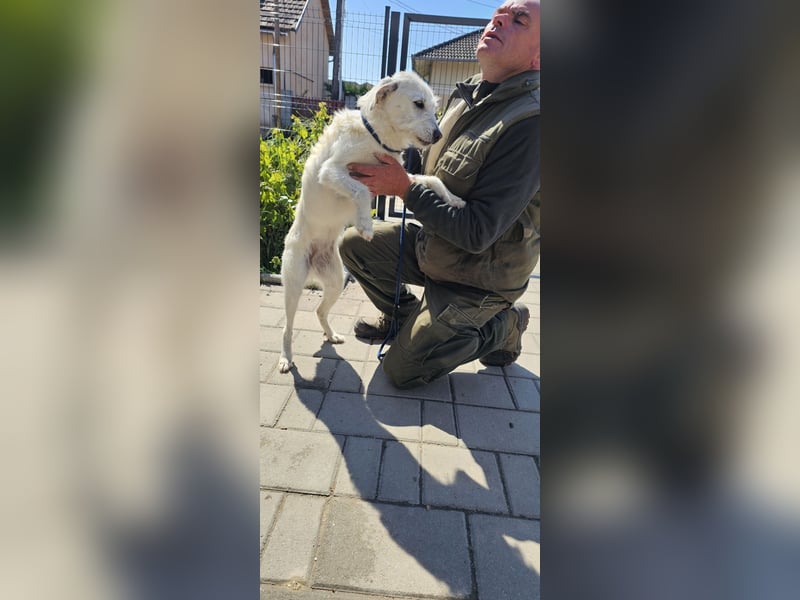 Unsere hübsche Luna wûnscht sich ein Zuhause.