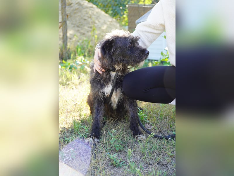 Liebe Moni sucht ihr Zuhause.