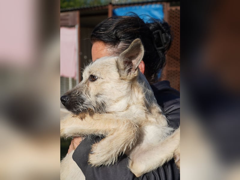 Fritzi (25 cm) wünscht sich ein schönes Leben mit viel Liebe!