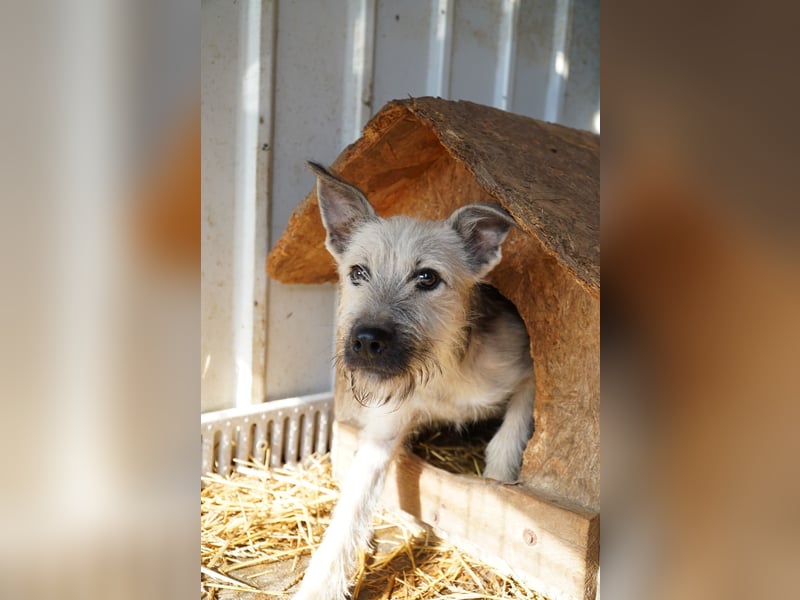 Fritzi (25 cm) wünscht sich ein schönes Leben mit viel Liebe!