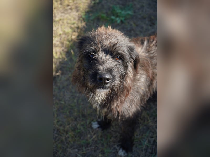 Liebe Moni sucht ihr Zuhause.