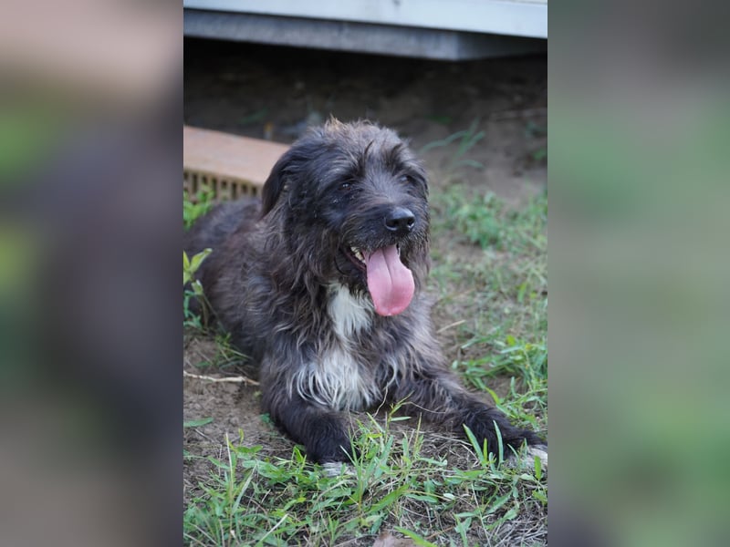 Liebe Moni sucht ihr Zuhause.