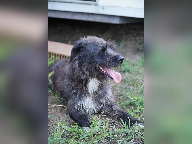 Liebe Moni sucht ihr Zuhause.