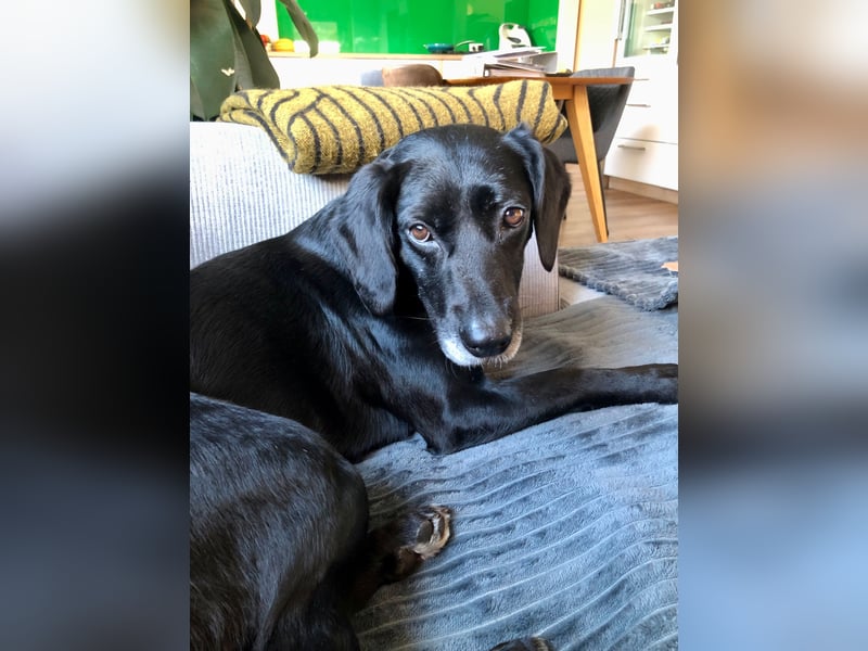 Gisi (auf Pflegestelle in Ibbenbüren)!