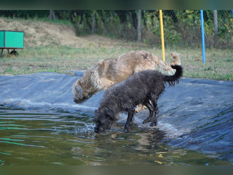 Liebe Moni sucht ihr Zuhause.