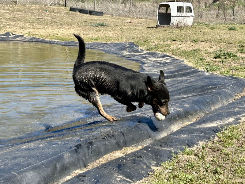 Traumhund Mukki
