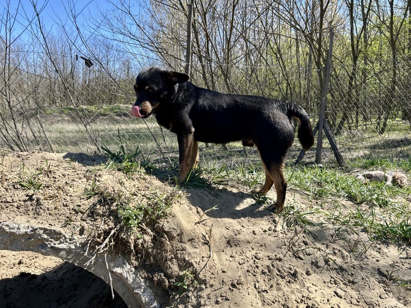Traumhund Mukki