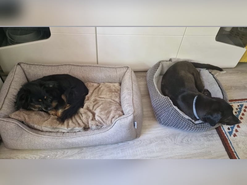 Bojar, Rüde, in Braunschweig auf Pflegestelle sucht sein Zuhause