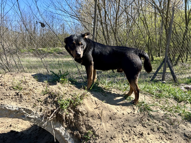 Traumhund Mukki