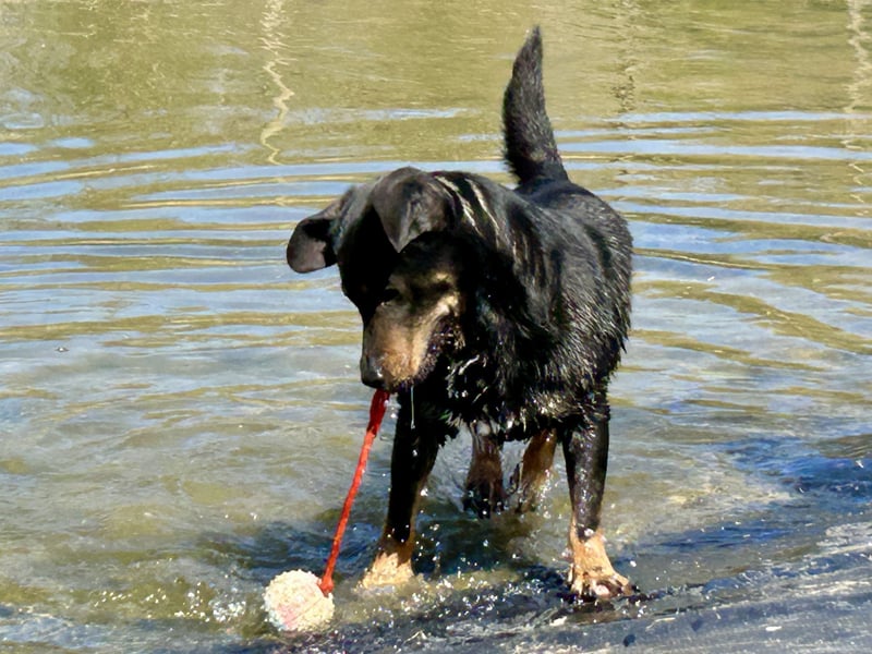 Traumhund Mukki