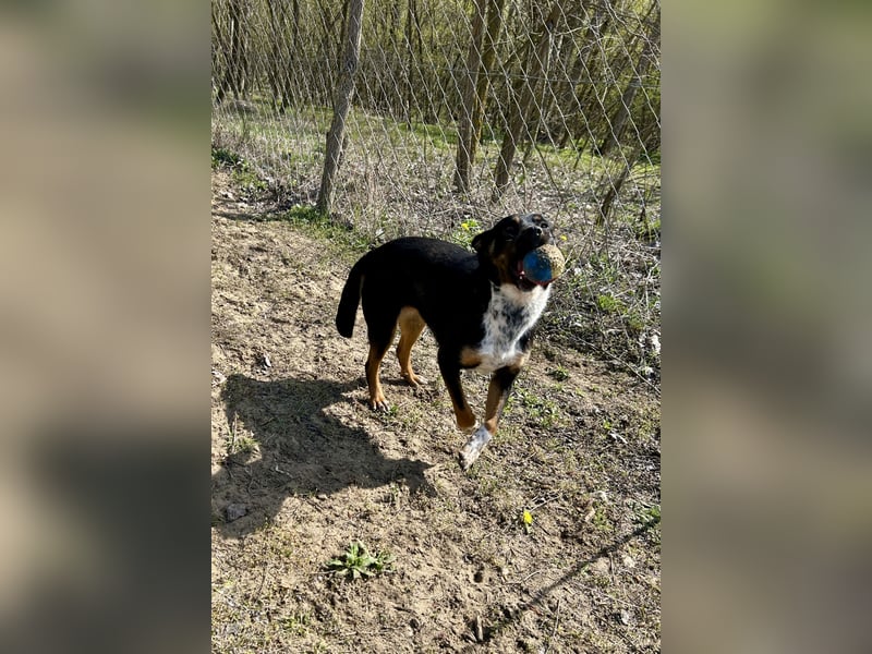 Liebevolle Hündin “Mami” sucht ihre Menschen