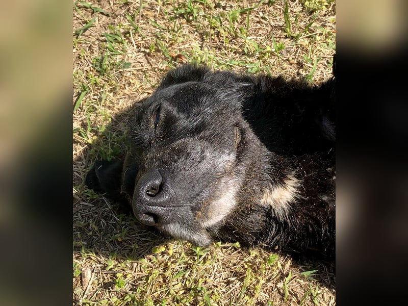 Gisi (auf Pflegestelle in Ibbenbüren)!